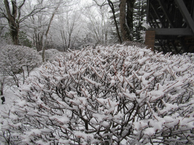 雲場池の雪景色 21 ぴきょログ 軽井沢でぐーたら生活 雲場池の雪景色 21 ぴきょログ 軽井沢でぐーたら生活