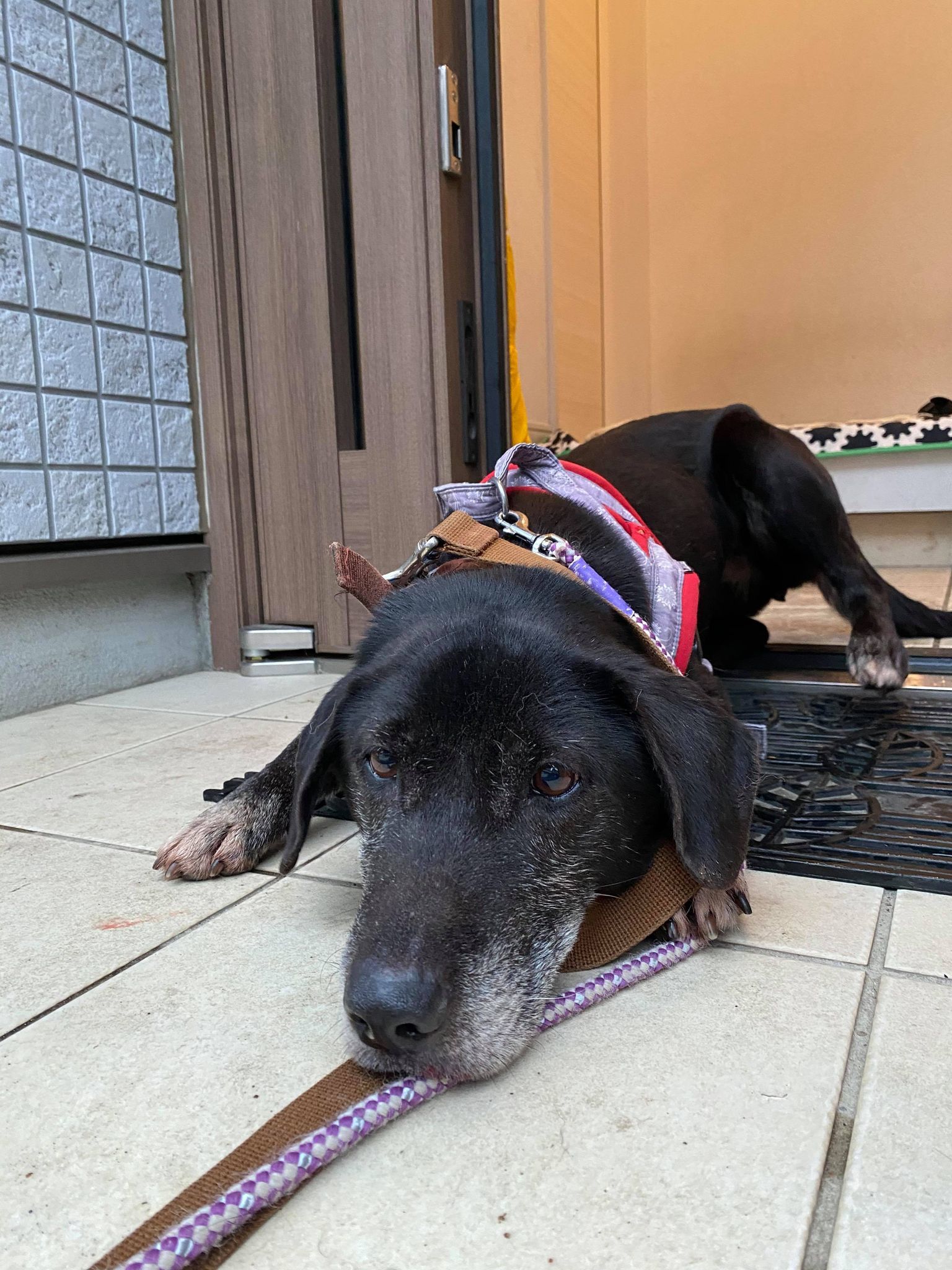 0以上 まめぞう 犬 まめ蔵 犬 その後 Jpsaepictv7bb