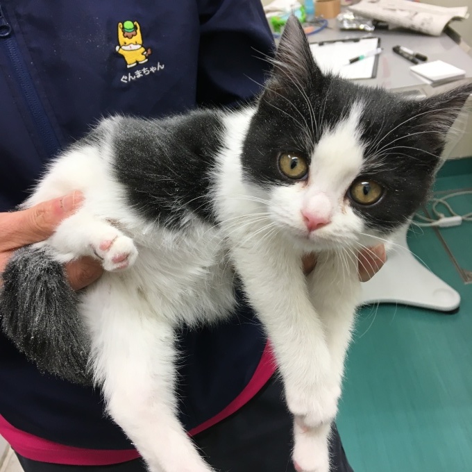 つむぎちゃん 手術しました 飼い主のいない猫たち