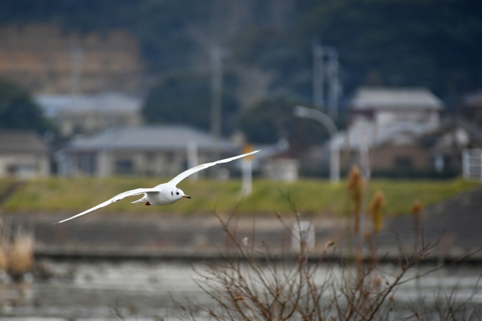 12月の北浦湖岸_a0127090_17320225.jpg