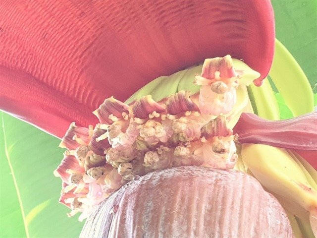 バナナの花_c0211615_13474511.jpg