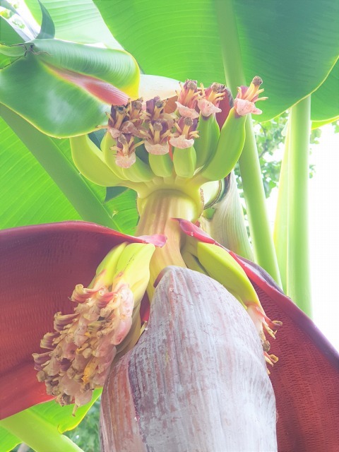 バナナの花_c0211615_13474517.jpg