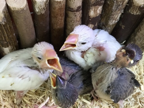 210129 文鳥・ハムスター_f0189122_17453230.jpeg
