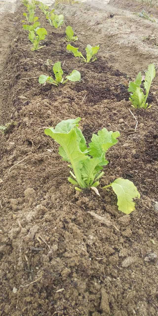 正月菜 もち菜 あいちの伝統野菜 畑から
