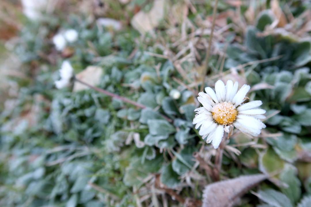 霜でおしろい庭の花たち緑たち_f0234936_09181200.jpg