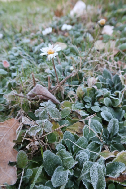 霜でおしろい庭の花たち緑たち_f0234936_09205313.jpg