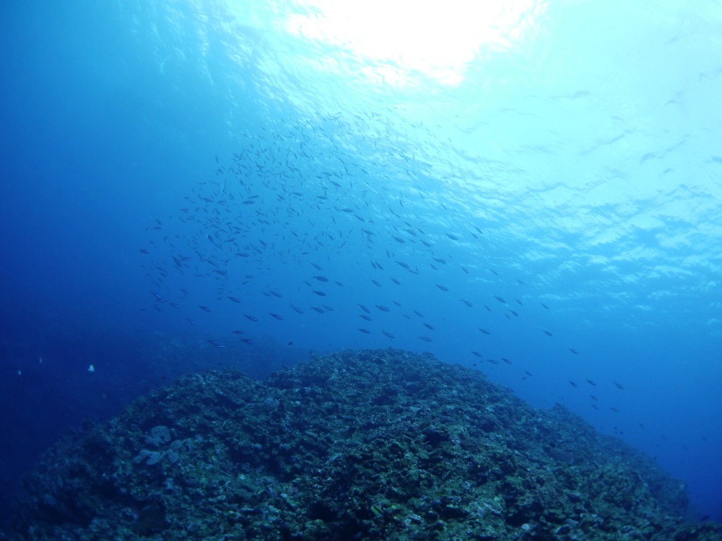 青い海はイイねぇ~(#^^#)_a0189838_17313347.jpg