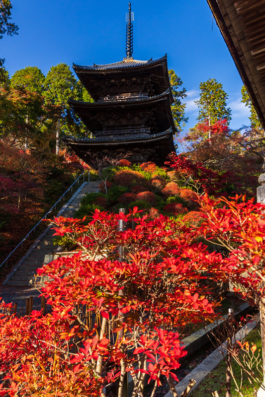 2020紅葉きらめく滋賀 ドウダンツツジとモミジ（湖南三山・常楽寺