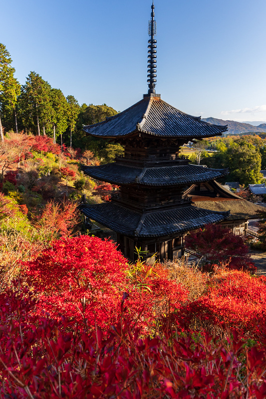 2020紅葉きらめく滋賀 ドウダンツツジとモミジ（湖南三山・常楽寺