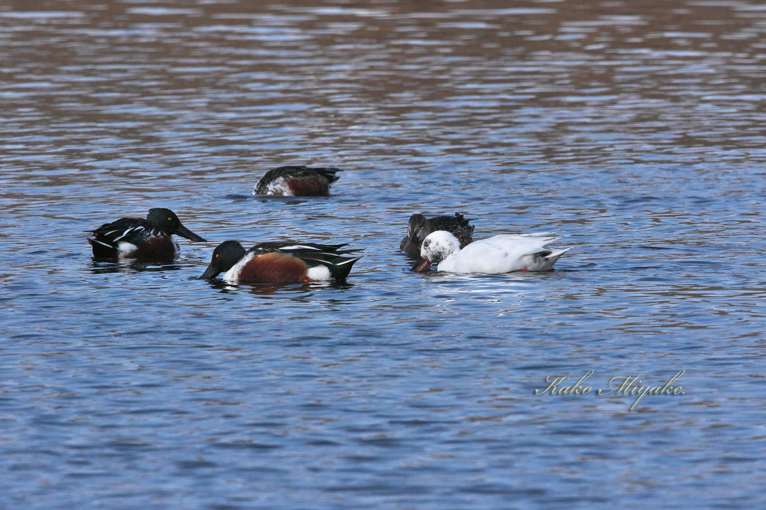 ハシビロガモ（Commons shoveler）白化個体_d0013455_11095250.jpg