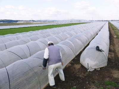 有機栽培の水田ごぼう 農薬不使用のこだわりゆえの惜しまぬ手間