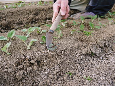 有機栽培の水田ごぼう 農薬不使用のこだわりゆえの惜しまぬ手間ひま(前編)_a0254656_17523996.jpg