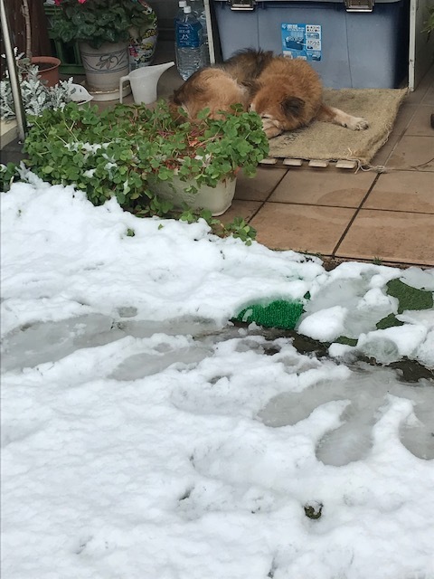 雪の思い出_b0203758_13545512.jpg