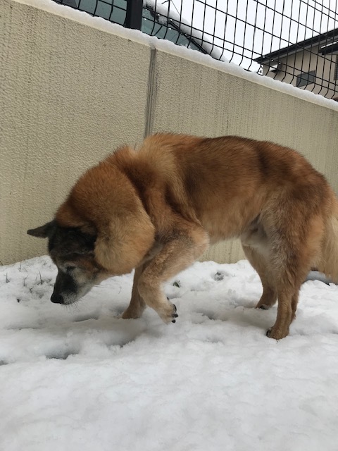 雪の思い出_b0203758_13545927.jpg
