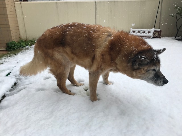 雪の思い出_b0203758_13561290.jpg