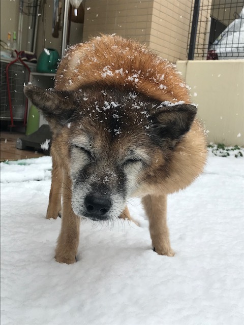 雪の思い出_b0203758_13561858.jpg
