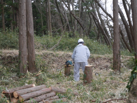 山桜の苗木の周りにショカッサイ移植1・28六国見山手入れ_c0014967_07085563.jpg