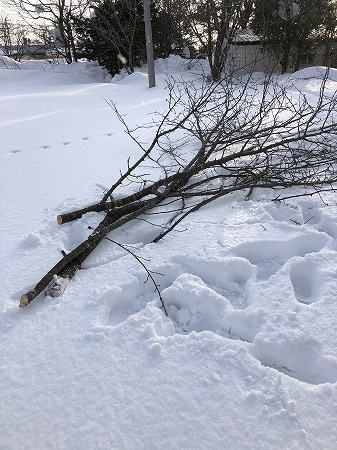 ご近所の桜の枝落とし を しました あいやばばライフ ご近所の桜の枝落とし を しました あいやばばライフ