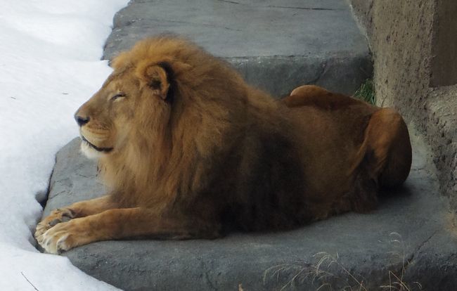 1月28日の円山動物園のオオカミやライオン 黄金絹毛鼠 コガネキヌゲネズミ