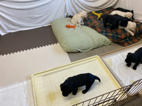 子犬のお部屋は少しづつ大きく_f0051481_14181956.jpg