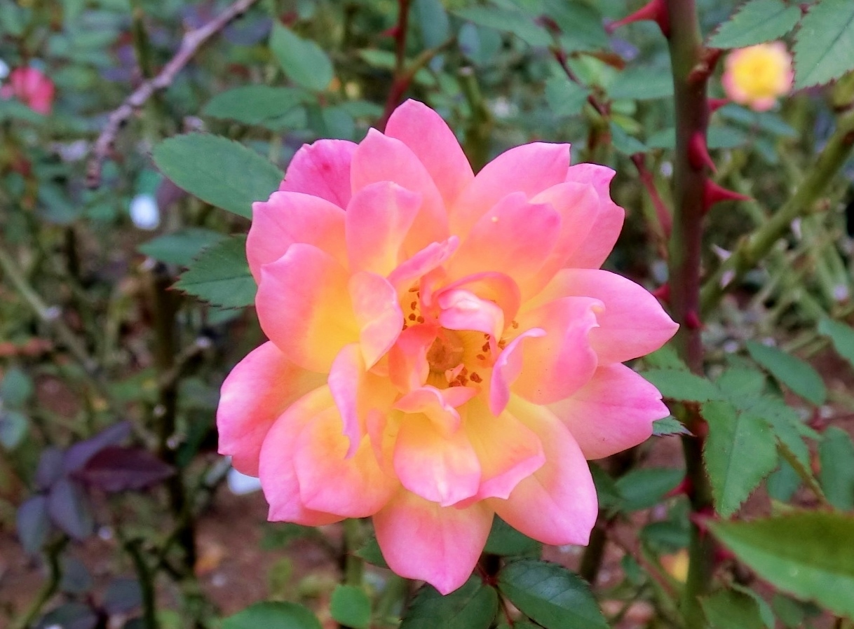 Hebdo時季 とき の花 Hebdo時季 とき の花