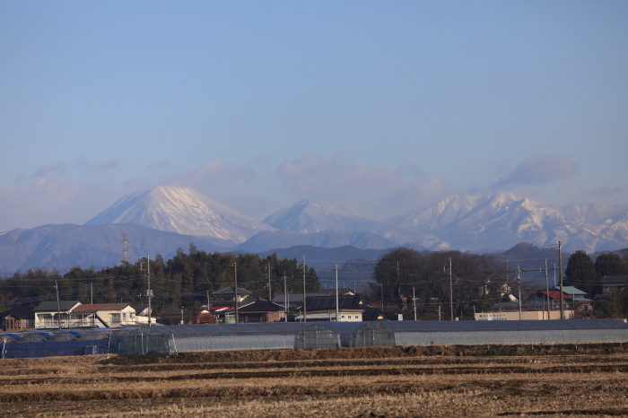 田園地帯のミサゴの飛翔（大物を持ち運ぶ）_f0239515_05263505.jpg