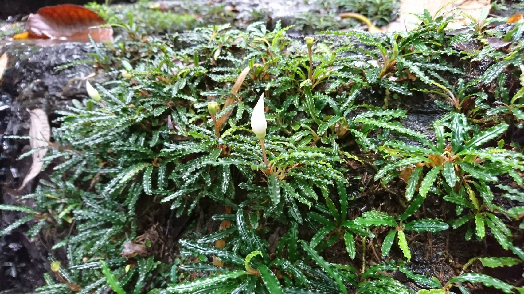 ブセファランドラ/Bucephalandra sp Mangat MF便｜Yahoo!フリマ