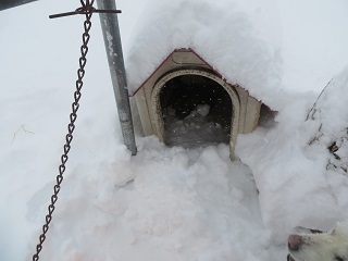 今日はサラサラな雪でしたが、ドカッと降りました_b0405523_04360680.jpg