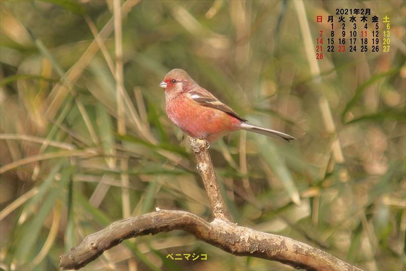 ２０２１年２月カレンダー_f0387424_09580932.jpg