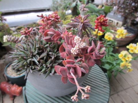多肉植物「ワテルメイエリー」の花 : あるまじろの庭 多肉植物「ワテルメイエリー」の花 : あるまじろの庭