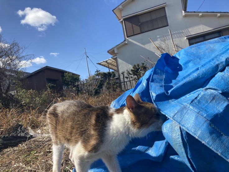 チコの王国_b0060239_21230385.jpg