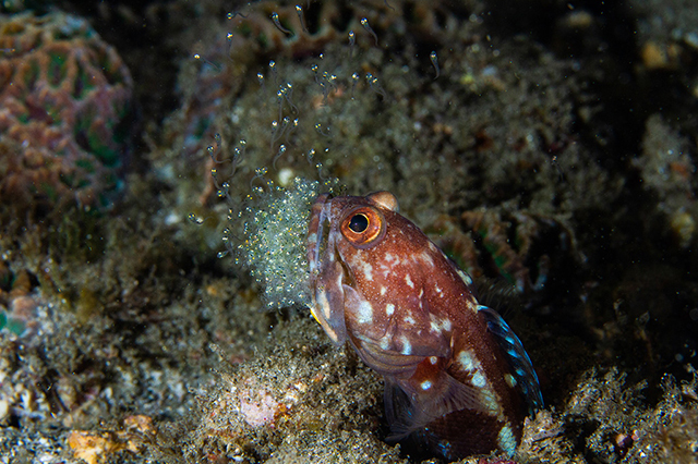 Japan Underwater Photo Contest グランプリと特別賞！_b0186442_23312727.jpg
