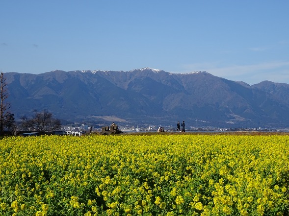 琵琶湖 第一なぎさ公園の寒咲花菜 彩の気まぐれ写真