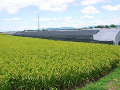 有機栽培の水田ごぼう 農薬不使用のこだわりゆえの惜しまぬ手間ひま(後編)_a0254656_16454244.jpg