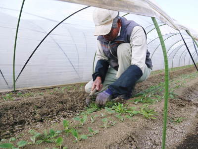 有機栽培の水田ごぼう 農薬不使用のこだわりゆえの惜しまぬ手間ひま(後編)_a0254656_17130832.jpg