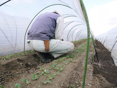 有機栽培の水田ごぼう 農薬不使用のこだわりゆえの惜しまぬ手間ひま(後編)_a0254656_17242387.jpg