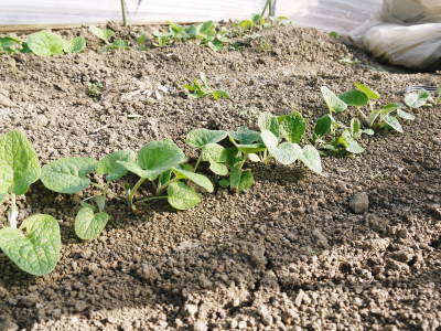 有機栽培の水田ごぼう 農薬不使用のこだわりゆえの惜しまぬ手間ひま(後編)_a0254656_18024082.jpg