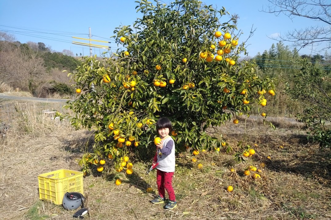 2021/1/30 四男とミカン狩り_f0201157_22321889.jpg