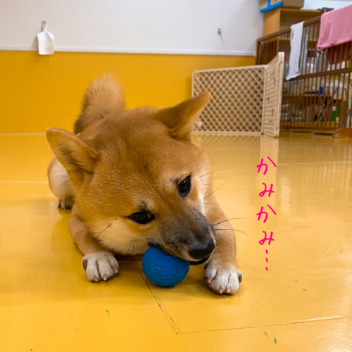 保育園ブログ٩(ˊᗜˋ*)و_f0357682_00281501.jpg