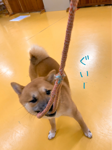 保育園ブログ٩(ˊᗜˋ*)و_f0357682_00331074.jpg