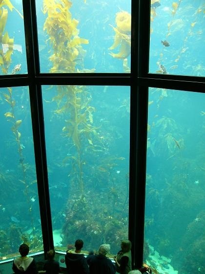モントレーベイ水族館が楽しい オートクチュールの旅日記 モントレーベイ水族館が楽しい オートクチュールの旅日記