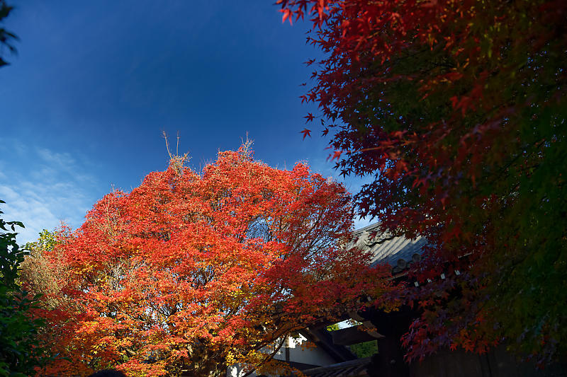 2020京都の紅葉・衣笠 竜安寺 其の一_f0032011_17000715.jpg