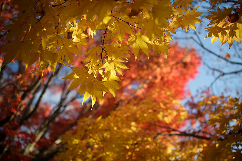 2020京都の紅葉・衣笠 竜安寺 其の一_f0032011_17000759.jpg