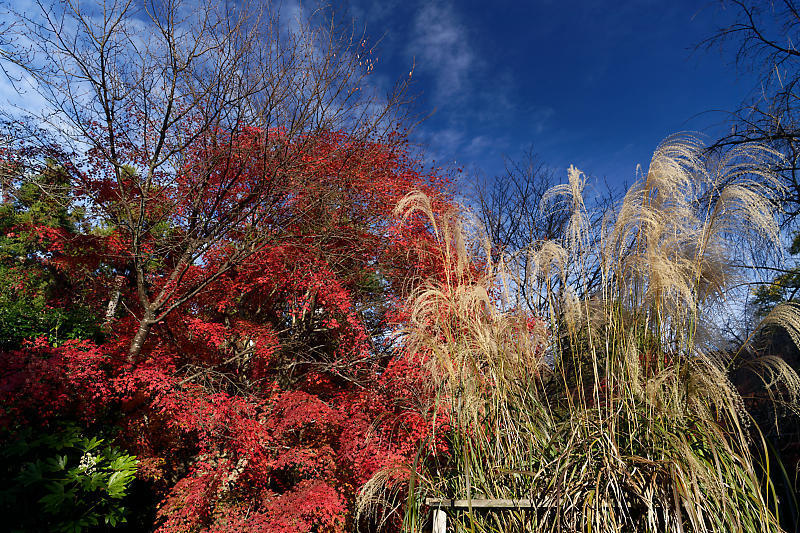 2020京都の紅葉・衣笠 竜安寺 其の一_f0032011_17000884.jpg