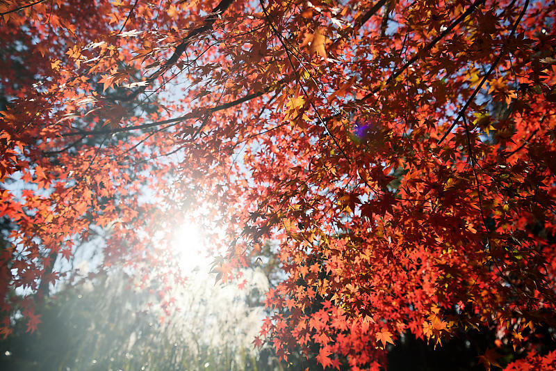 2020京都の紅葉・衣笠　竜安寺　其の一_f0032011_17000900.jpg