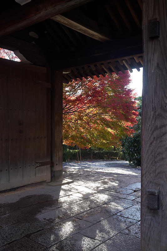 2020京都の紅葉・衣笠 竜安寺 其の一_f0032011_17000999.jpg
