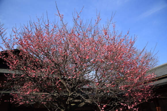 蔵出し画像・所沢航空記念公園_f0229832_10484724.jpg