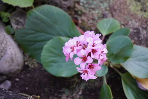 池上花暦 1月17日 ヒマラヤユキノシタ 空の見えるベランダから