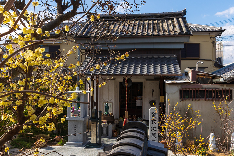蝋梅咲く勝念寺 かましきさん 花景色 K W C Photoblog 蝋梅咲く勝念寺 かましきさん 花景色 K W C Photoblog