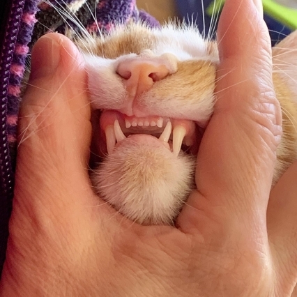 若いだけに綺麗な歯 ぶつぶつ独り言２ うちの猫ら22